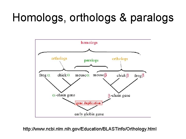 Homologs, orthologs & paralogs http: //www. ncbi. nlm. nih. gov/Education/BLASTinfo/Orthology. html 