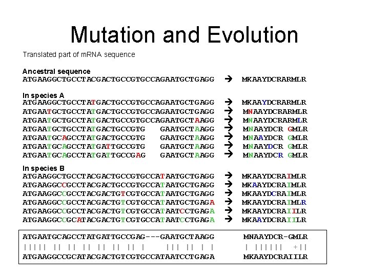Mutation and Evolution Translated part of m. RNA sequence Ancestral sequence ATGAAGGCTGCCTACGACTGCCGTGCCAGAATGCTGAGG In species