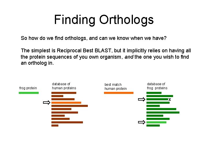 Finding Orthologs So how do we find orthologs, and can we know when we