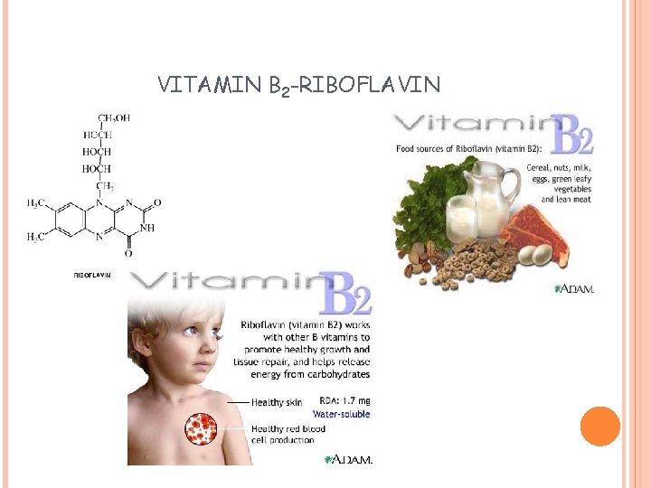 VITAMIN B 2 -RIBOFLAVIN 