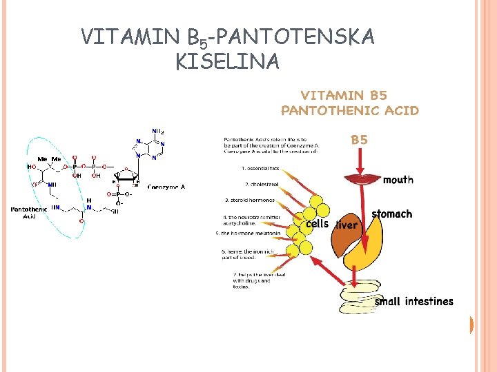 VITAMIN B 5 -PANTOTENSKA KISELINA 