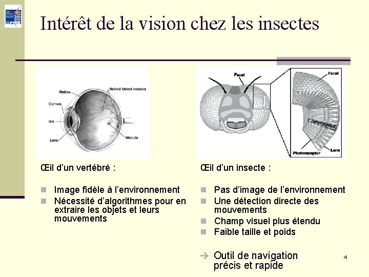Intérêt de la vision chez les insectes Œil d’un vertébré : Œil d’un insecte