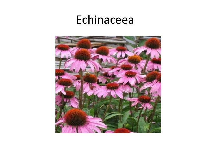 Echinaceea 