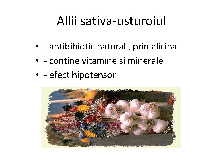 Allii sativa-usturoiul • - antibibiotic natural , prin alicina • - contine vitamine si