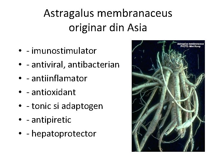 Astragalus membranaceus originar din Asia • • - imunostimulator - antiviral, antibacterian - antiinflamator