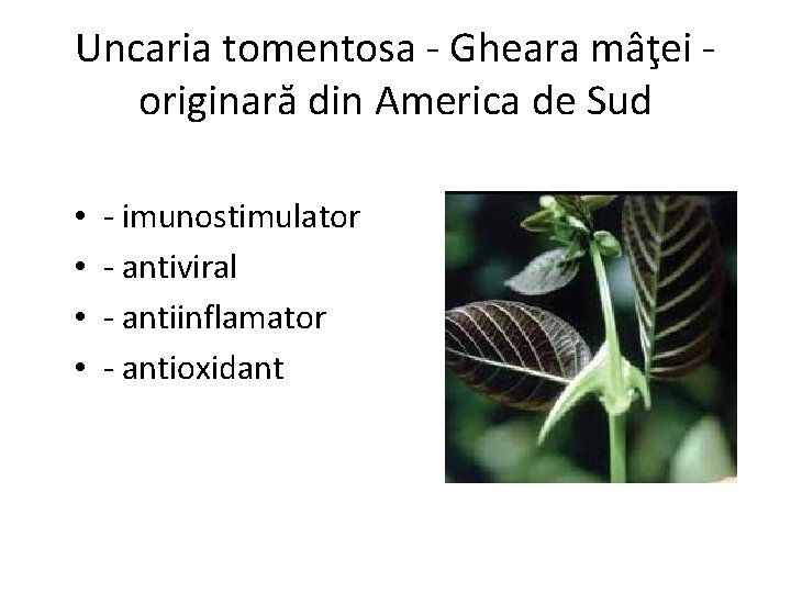 Uncaria tomentosa - Gheara mâţei originară din America de Sud • • - imunostimulator
