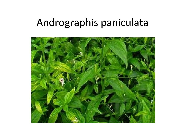 Andrographis paniculata 