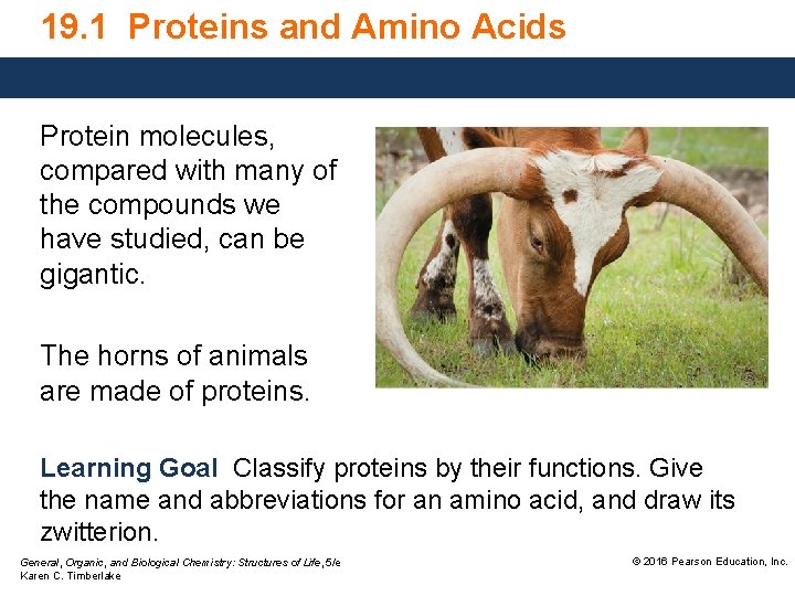 19. 1 Proteins and Amino Acids Protein molecules, compared with many of the compounds