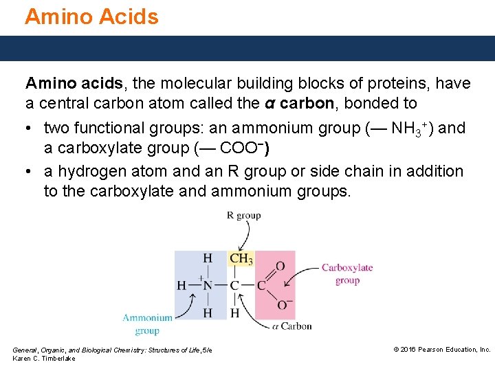 Amino Acids Amino acids, the molecular building blocks of proteins, have a central carbon