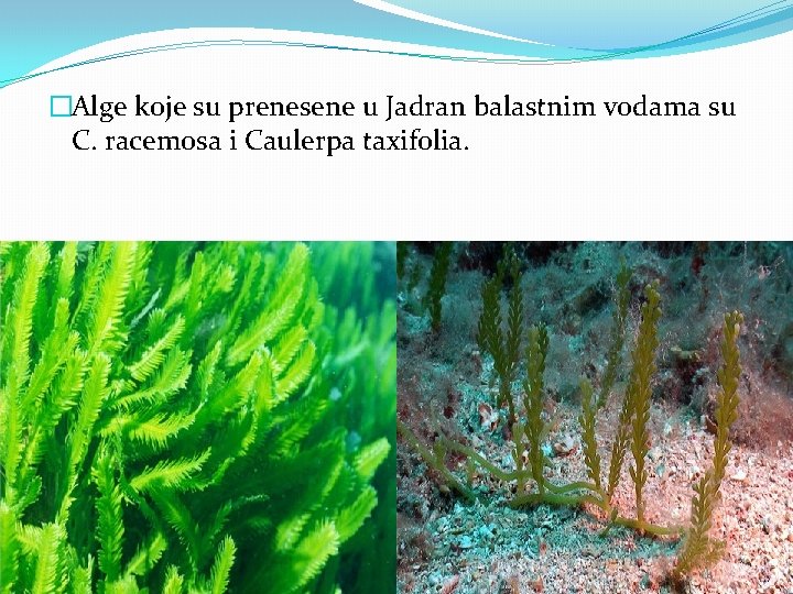 �Alge koje su prenesene u Jadran balastnim vodama su C. racemosa i Caulerpa taxifolia.