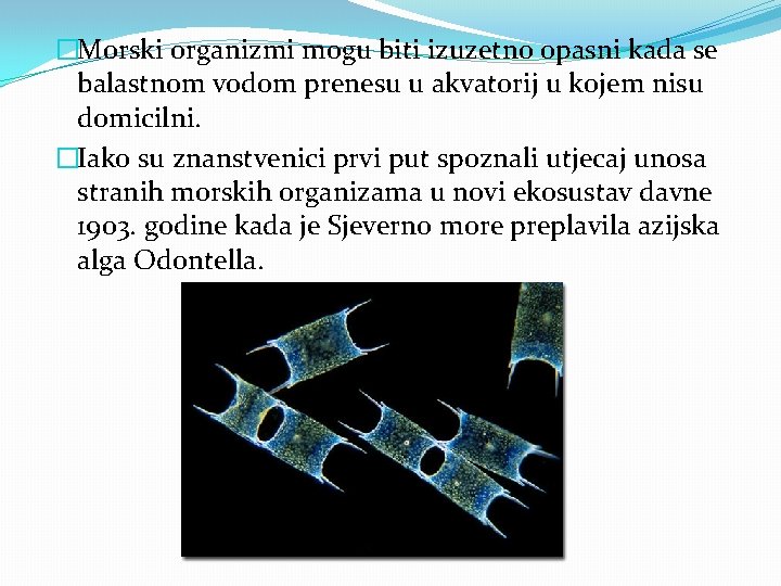 �Morski organizmi mogu biti izuzetno opasni kada se balastnom vodom prenesu u akvatorij u