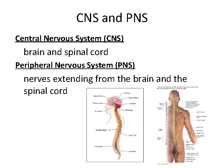 CNS and PNS Central Nervous System (CNS) brain and spinal cord Peripheral Nervous System