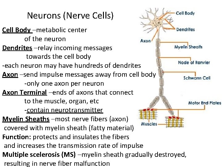 Neurons (Nerve Cells) Cell Body –metabolic center of the neuron Dendrites –relay incoming messages