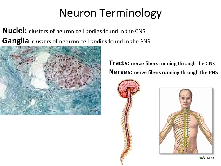 Neuron Terminology Nuclei: clusters of neuron cell bodies found in the CNS Ganglia: clusters