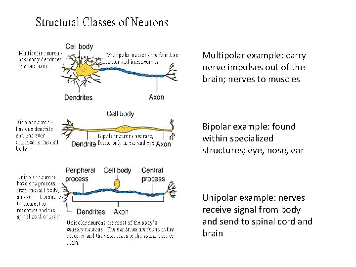 Multipolar example: carry nerve impulses out of the brain; nerves to muscles Bipolar example: