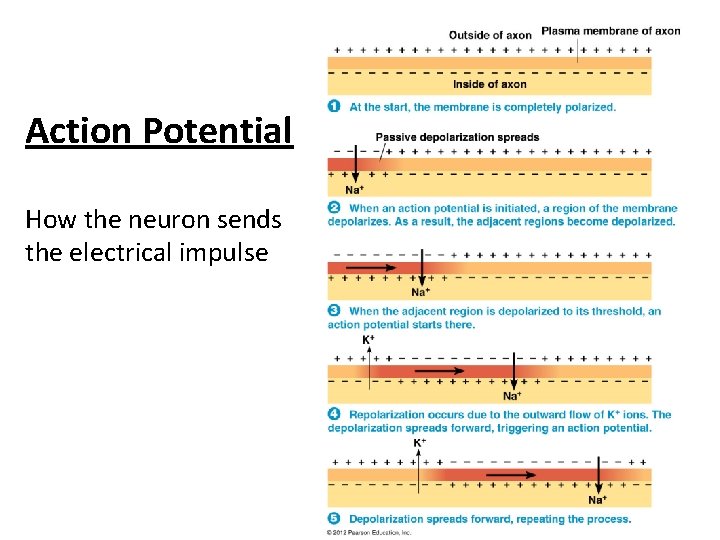 Action Potential How the neuron sends the electrical impulse 
