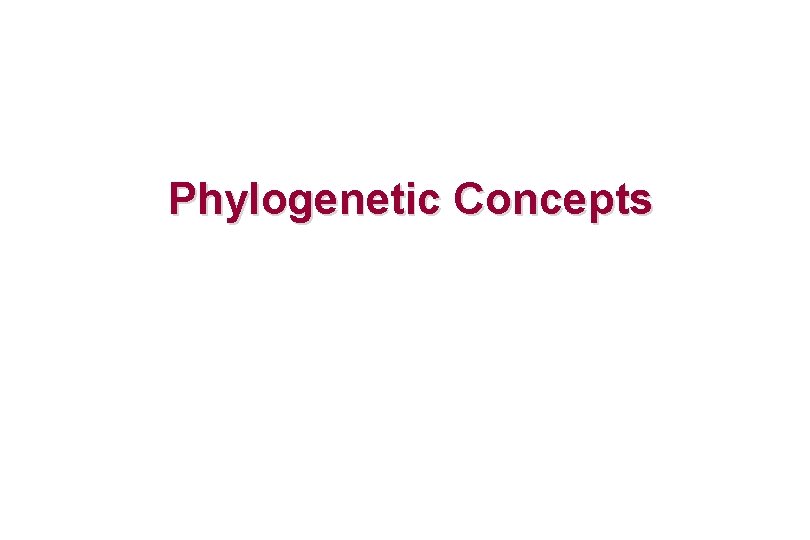 Phylogenetic Concepts 