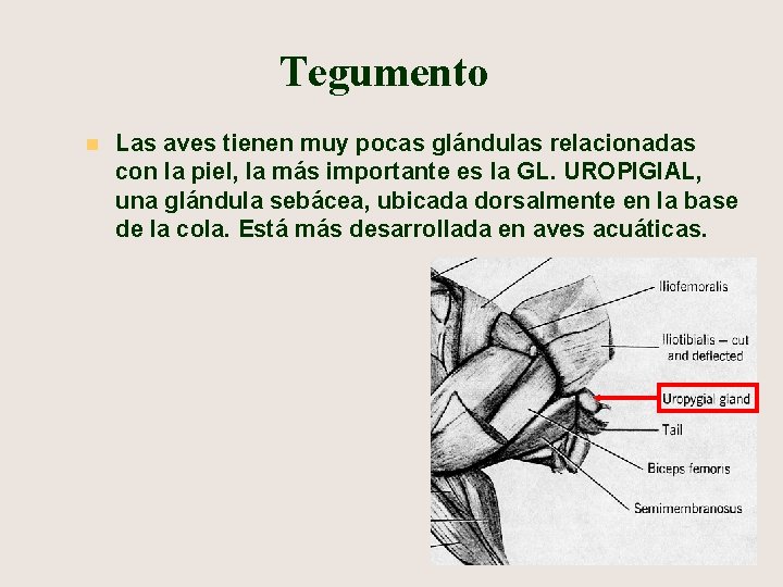 Tegumento n Las aves tienen muy pocas glándulas relacionadas con la piel, la más