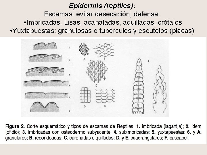 Epidermis (reptiles): Escamas: evitar desecación, defensa. • Imbricadas: Lisas, acanaladas, aquilladas, crótalos • Yuxtapuestas: