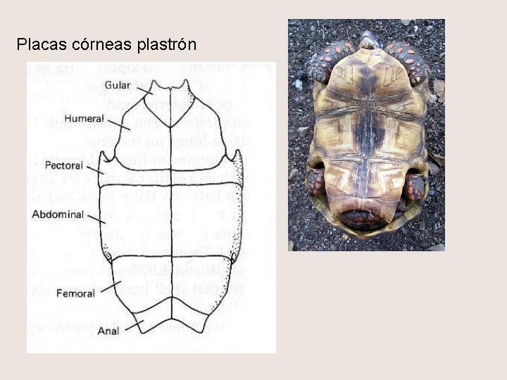 Placas córneas plastrón 
