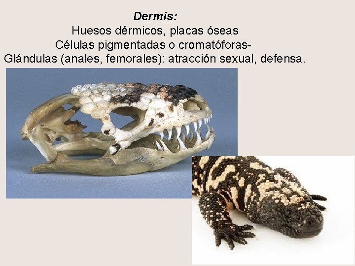 Dermis: Huesos dérmicos, placas óseas Células pigmentadas o cromatóforas. Glándulas (anales, femorales): atracción sexual,