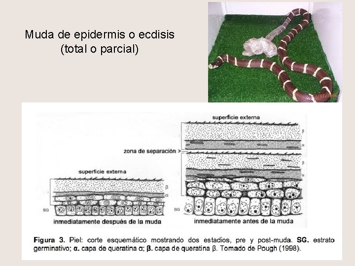 Muda de epidermis o ecdisis (total o parcial) 
