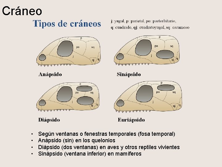 Cráneo • • Según ventanas o fenestras temporales (fosa temporal) Anápsido (sin) en los