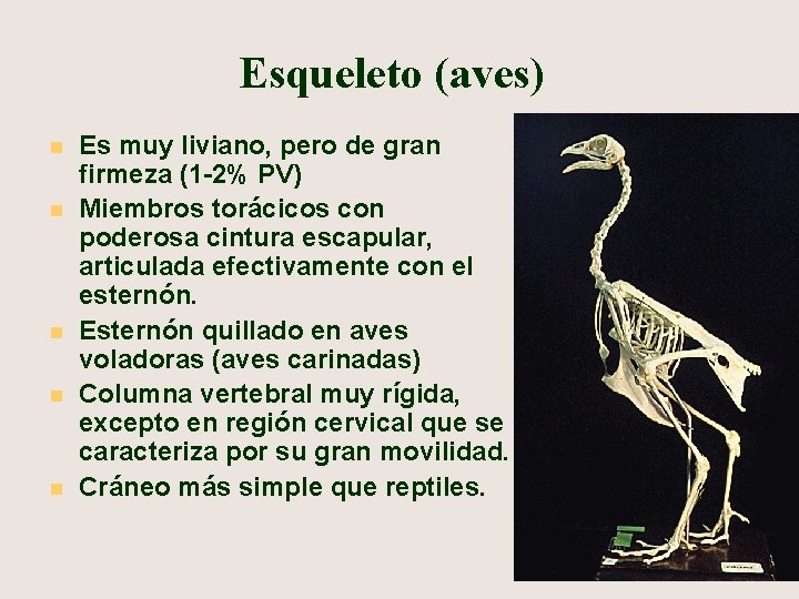 Esqueleto (aves) n n n Es muy liviano, pero de gran firmeza (1 -2%