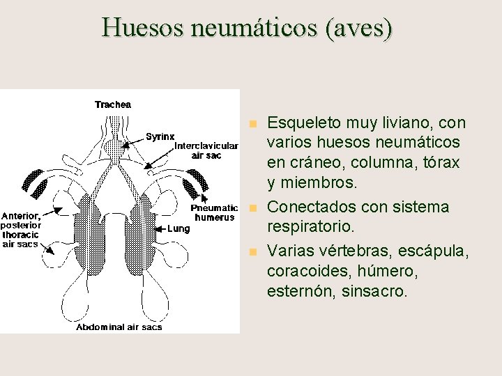 Huesos neumáticos (aves) n n n Esqueleto muy liviano, con varios huesos neumáticos en