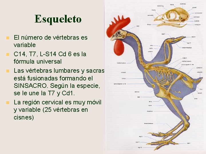 Esqueleto n n El número de vértebras es variable C 14, T 7, L-S