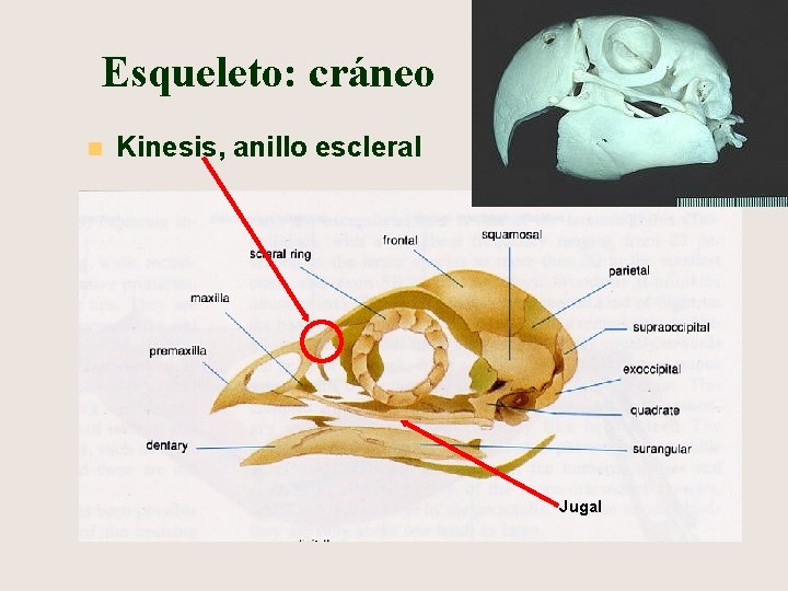 Esqueleto: cráneo n Kinesis, anillo escleral Jugal 