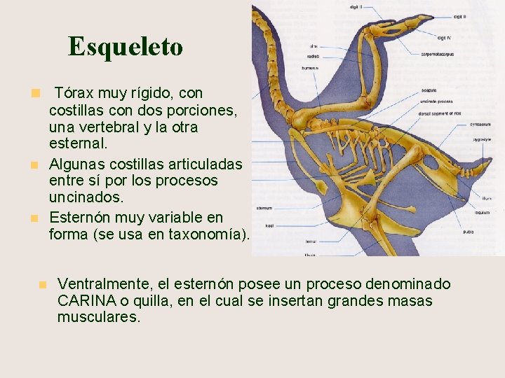 Esqueleto n Tórax muy rígido, con n costillas con dos porciones, una vertebral y