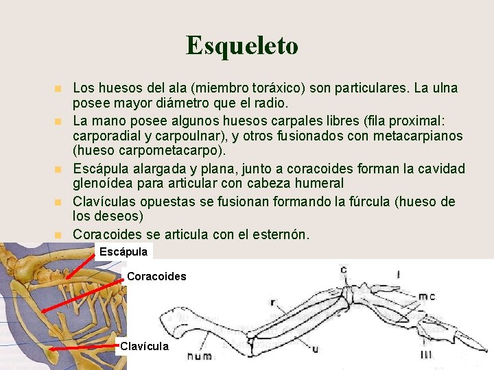 Esqueleto n n n Los huesos del ala (miembro toráxico) son particulares. La ulna