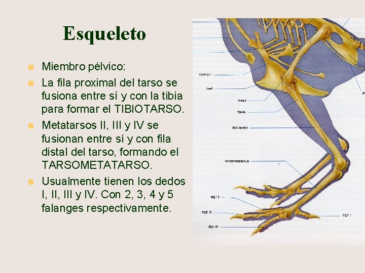 Esqueleto n n Miembro pélvico: La fila proximal del tarso se fusiona entre sí