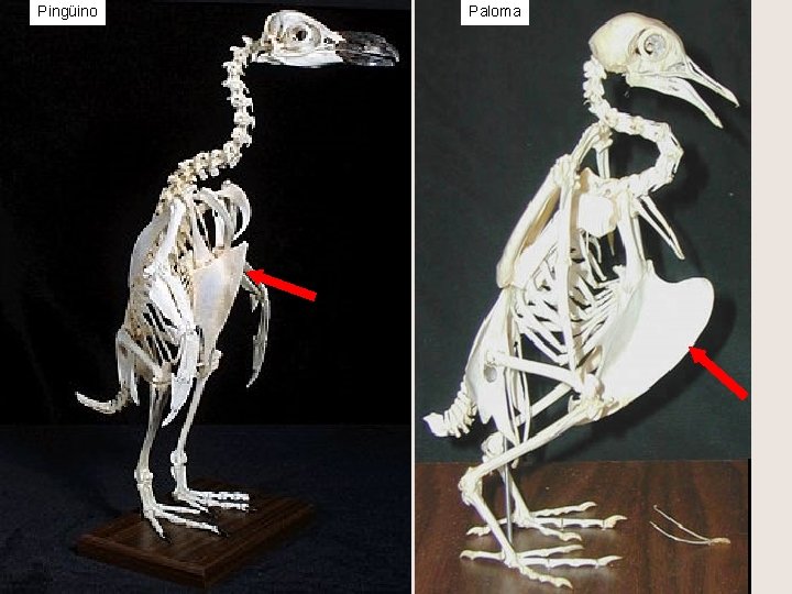 Pingüino Paloma Lechuza 