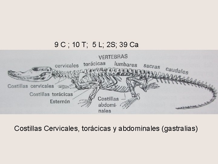 9 C ; 10 T; 5 L; 2 S; 39 Ca Costillas Cervicales, torácicas