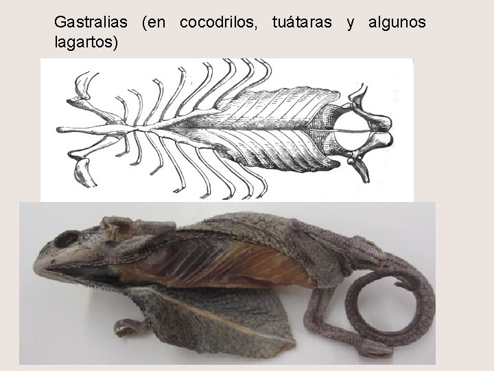 Gastralias (en cocodrilos, tuátaras y algunos lagartos) 