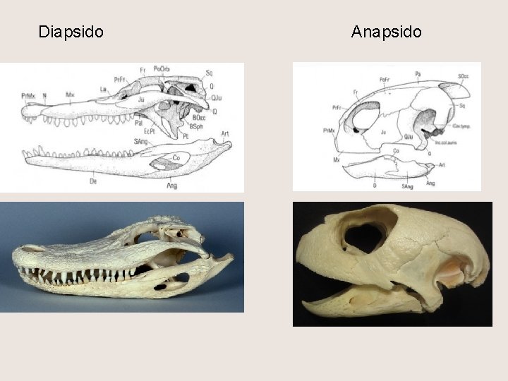 Diapsido Anapsido 