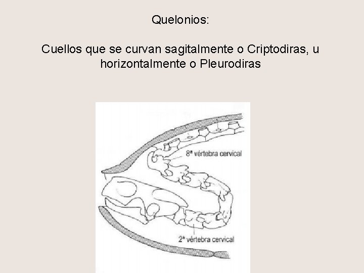 Quelonios: Cuellos que se curvan sagitalmente o Criptodiras, u horizontalmente o Pleurodiras 