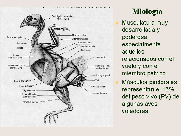 Miología n n Musculatura muy desarrollada y poderosa, especialmente aquellos relacionados con el vuelo