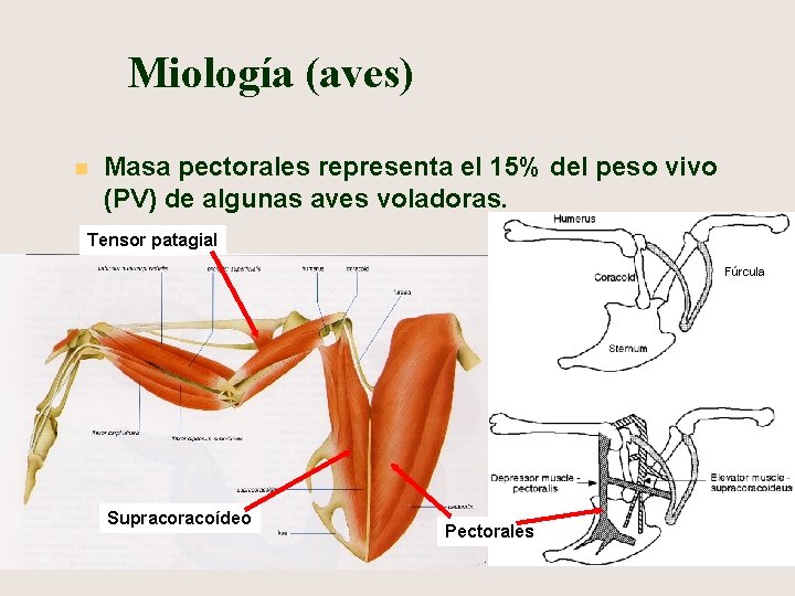Miología (aves) n Masa pectorales representa el 15% del peso vivo (PV) de algunas