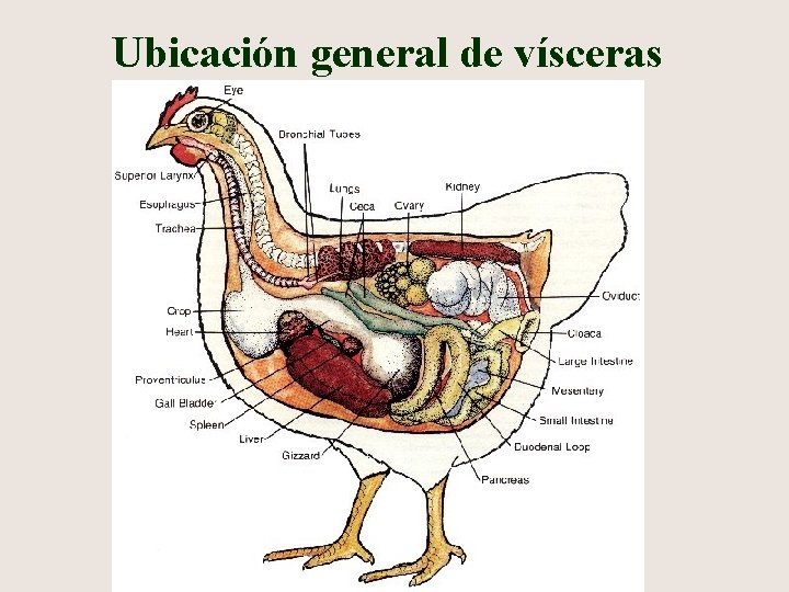Ubicación general de vísceras 