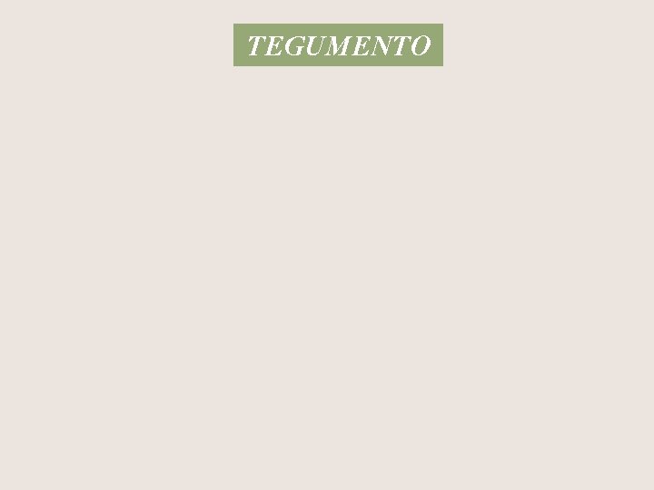 TEGUMENTO 