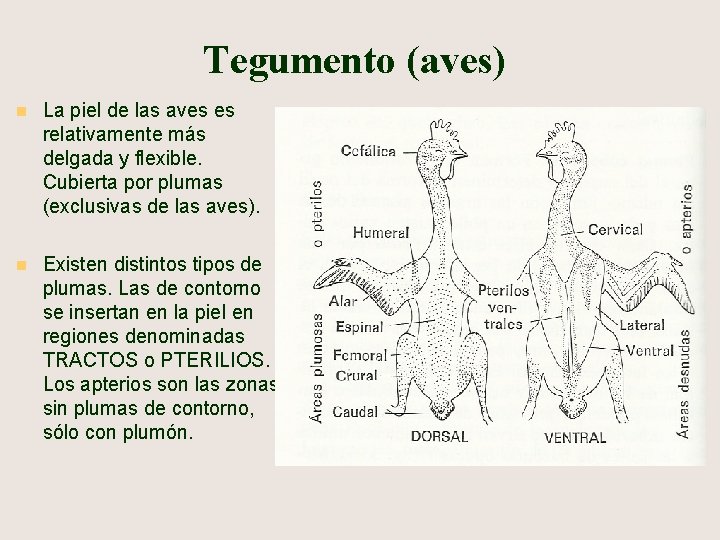 Tegumento (aves) n La piel de las aves es relativamente más delgada y flexible.