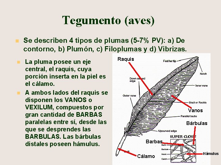 Tegumento (aves) n n n Se describen 4 tipos de plumas (5 -7% PV):