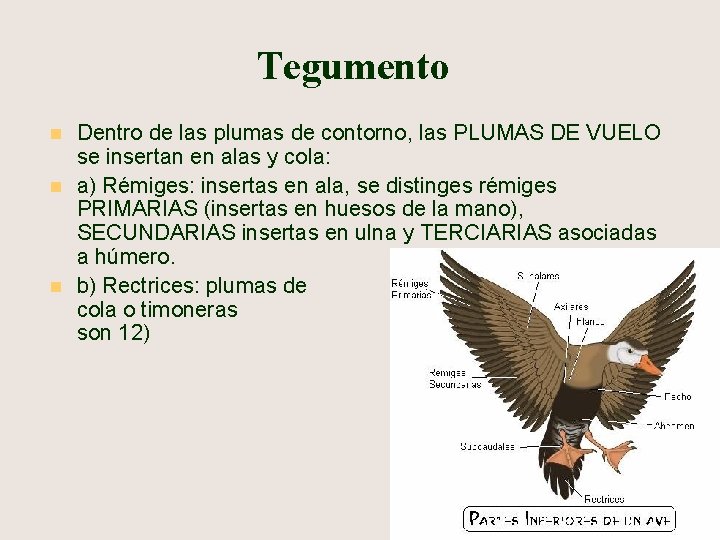 Tegumento n n n Dentro de las plumas de contorno, las PLUMAS DE VUELO