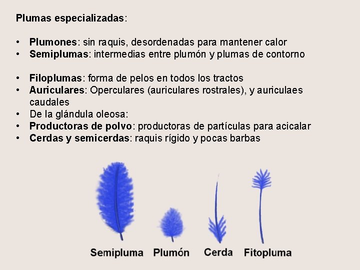 Plumas especializadas: • Plumones: sin raquis, desordenadas para mantener calor • Semiplumas: intermedias entre