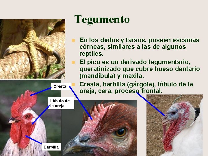 Tegumento n n Cresta Lóbulo de la oreja Barbilla n En los dedos y