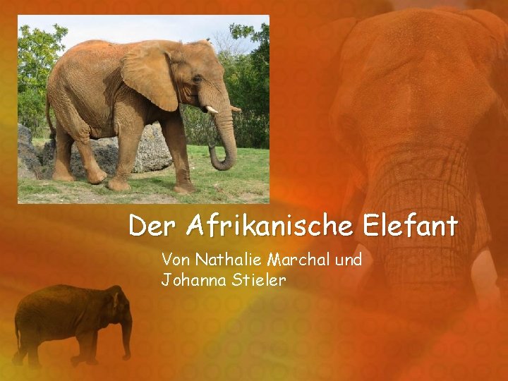 Der Afrikanische Elefant Von Nathalie Marchal und Johanna Stieler 