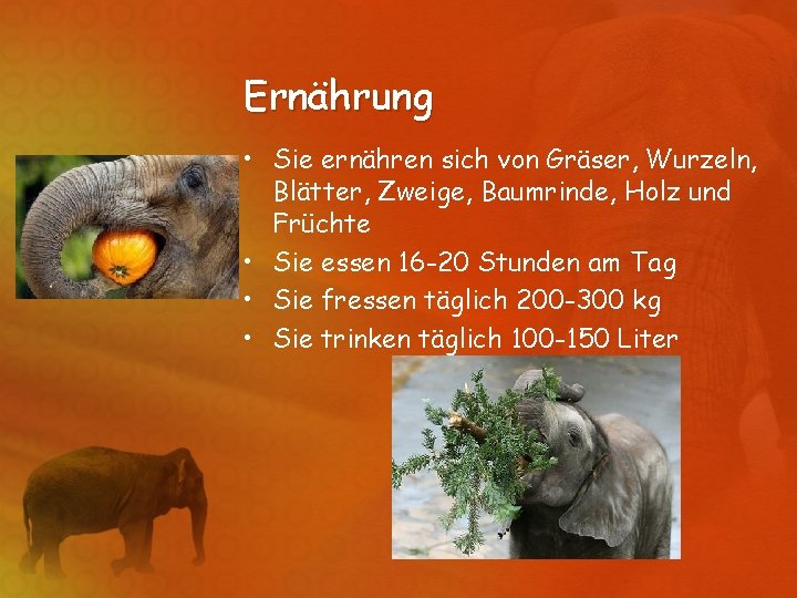 Ernährung • Sie ernähren sich von Gräser, Wurzeln, Blätter, Zweige, Baumrinde, Holz und Früchte